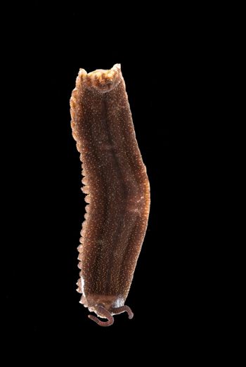 Media type: image;   Invertebrate Zoology 32029 Description: Digital photograph of preserved specimen.;  Aspect: dorsal